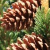 Pinus longaeva (Great Basin bristlecone pine)