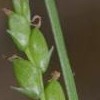 Carex digitalis (Slender woodland sedge )