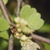 Muehlenbeckia astonii (Wiggy-wig bush)