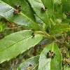 Helwingia himalaica broad-leaved