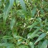Helwingia himalaica broad-leaved (Broad-leaved Himalayan helwingia)