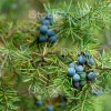 Juniperus communis (Common juniper)