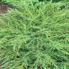 Juniperus communis 'Green Carpet' (Juniper 'Green Carpet')