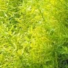 Salix udensis 'Golden Sunshine' (Willow 'Golden Sunshine')