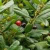 Frangula californica 'Leatherleaf' (Coffeeberry 'Leatherleaf')