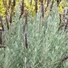 Lavandula x ginginsii 'Goodwin Creek Grey'  (Lavender 'Goodwin Creek Grey' )