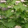 Viburnum acerifolium (Dockmackie)
