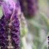 Lavandula pedunculata subsp. sampaiana 'Purple Emperor'