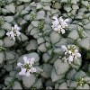 Lamium maculatum 'White Nancy' (Spotted deadnettle 'White Nancy')