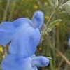 Salvia azurea (Blue sage )