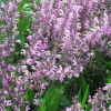 Salvia pratensis 'Pink Delight' (Meadow clary 'Pink Delight')