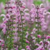 Salvia pratensis 'Pink Delight' (Meadow clary 'Pink Delight')