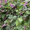 Lablab purpureus (Hyacinth bean)