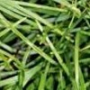 Ophiopogon formosanus BSWJ3659 (Taiwan mondo grass BSWJ3659)