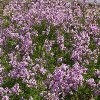 Syringa x laciniata (Feathered Persian lilac)