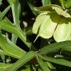 Helleborus multifidus subsp. hercegovinus (Ferny hellebore)