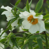 Paeonia 'Early Windflower' (Peony 'Early Windflower')