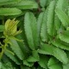 Sanguisorba tenuifolia 'Purpurea' (Japanese burnet 'Purpurea')