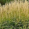 Spodiopogon sibiricus (Frost grass)