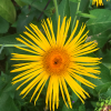 Inula magnifica 'Sonnenstrahl'  (Giant inula 'Sonnenstrahl' )