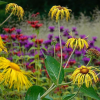 Inula magnifica 'Sonnenstrahl'  (Giant inula 'Sonnenstrahl' )