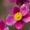 Anemone hupehensis 'Hadspen Abundance' (Japanese anemone 'Hadspen Abundance')