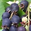 Amelanchier alnifolia (Alder-leaved serviceberry)