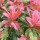 Photinia serratifolia 'Pink Crispy'