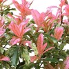 Photinia serratifolia 'Pink Crispy' (Chinese photinia 'Pink Crispy')