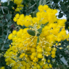 Acacia podalyriifolia (Queensland silver wattle)