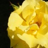 Rosa' Korresia' (Rose 'Korresia')