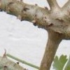 Pelargonium gibbosum (Gouty geranium)