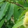 Castanea dentata (American chestnut)