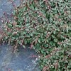 Cotoneaster congestus (Pyrenees cotoneaster)