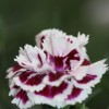 Dianthus caryophyllus (Border carnation)
