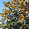 Grevillea robusta (Silky oak)