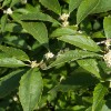Ilex verticillata (Winterberry)