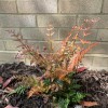 Dryopteris erythrosora 'Brilliance'  (Copper shield fern 'Brilliance' )