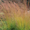 Molinia caerulea (Purple moor grass)