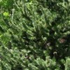 Pinus aristata (Bristlecone pine)