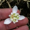 Galanthus nivalis 'Flore Pleno' (Double snowdrop)