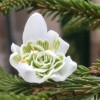 Galanthus nivalis f. pleniflorus 'Flore Pleno' (Double snowdrop)