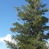 Pinus flexilis (Limber pine)