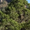 Pinus cembroides (Mexican pinon)