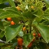 Pittosporum rhombifolium (Diamond leaf pittosporum)