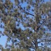 Pinus coulteri (Big-cone pine)