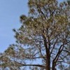 Pinus sabineana (Digger pine)