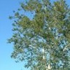 Platanus racemosa (California sycamore)