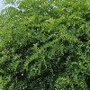 Robinia pseudoacacia 'Umbraculifera' (False acacia 'Umbraculifera')