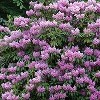 Rhododendron 'Catawbiense Grandiflorum' (Rhododendron 'Catawbiense Grandiflorum')